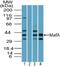 MAF BZIP Transcription Factor A antibody, NBP2-24636, Novus Biologicals, Western Blot image 