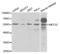 Myocyte Enhancer Factor 2C antibody, LS-C332187, Lifespan Biosciences, Western Blot image 