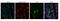 Transient Receptor Potential Cation Channel Subfamily V Member 1 antibody, GTX10296, GeneTex, Immunohistochemistry paraffin image 