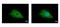 FIG4 Phosphoinositide 5-Phosphatase antibody, LS-C186126, Lifespan Biosciences, Immunocytochemistry image 