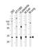 Secretion Associated Ras Related GTPase 1A antibody, PA5-72494, Invitrogen Antibodies, Western Blot image 
