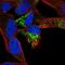 Transmembrane Protein 71 antibody, NBP2-37968, Novus Biologicals, Immunocytochemistry image 