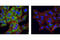 Heat Shock Protein Family B (Small) Member 1 antibody, 2401S, Cell Signaling Technology, Immunocytochemistry image 