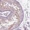 Septin 14 antibody, NBP2-57892, Novus Biologicals, Immunohistochemistry paraffin image 