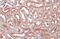 Solute Carrier Family 17 Member 3 antibody, GTX135781, GeneTex, Immunohistochemistry paraffin image 