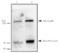 Extra Spindle Pole Bodies Like 1, Separase antibody, MA1-16595, Invitrogen Antibodies, Western Blot image 