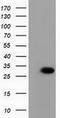 Phenazine Biosynthesis Like Protein Domain Containing antibody, LS-C115805, Lifespan Biosciences, Western Blot image 