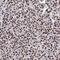 Protocadherin Alpha 3 antibody, PA5-57359, Invitrogen Antibodies, Immunohistochemistry frozen image 