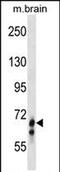 Galactosidase Beta 1 Like antibody, PA5-72071, Invitrogen Antibodies, Western Blot image 