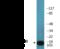 BCL2 Associated Agonist Of Cell Death antibody, EKC2358, Boster Biological Technology, Western Blot image 