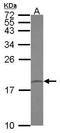 Peptidylprolyl Isomerase Like 1 antibody, GTX118126, GeneTex, Western Blot image 