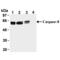 Caspase 8 antibody, M00042-3, Boster Biological Technology, Western Blot image 