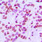 Family With Sequence Similarity 111 Member B antibody, LS-C356030, Lifespan Biosciences, Immunohistochemistry frozen image 