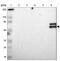Serpin Family A Member 4 antibody, NBP1-87777, Novus Biologicals, Western Blot image 