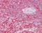 Clathrin Light Chain A antibody, orb95336, Biorbyt, Immunohistochemistry paraffin image 