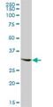 GTP Binding Protein 2 antibody, H00054676-B01P, Novus Biologicals, Western Blot image 