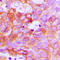 Ephrin A1 antibody, LS-C352138, Lifespan Biosciences, Immunohistochemistry frozen image 
