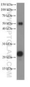 CD3g Molecule antibody, 60347-1-Ig, Proteintech Group, Western Blot image 