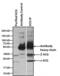  antibody, MIH9812, Invitrogen Antibodies, Immunoprecipitation image 