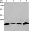CKLF Like MARVEL Transmembrane Domain Containing 6 antibody, LS-B14342, Lifespan Biosciences, Western Blot image 