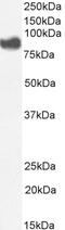 Aldehyde Dehydrogenase 3 Family Member B1 antibody, 42-613, ProSci, Western Blot image 