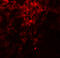 Prolyl 4-Hydroxylase Subunit Beta antibody, 8213, ProSci Inc, Immunofluorescence image 