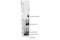 H3 Histone Family Member 3B antibody, 78087S, Cell Signaling Technology, Western Blot image 