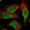 Nudix Hydrolase 18 antibody, HPA030125, Atlas Antibodies, Immunofluorescence image 