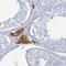 HEAT Repeat Containing 5A antibody, HPA049539, Atlas Antibodies, Immunohistochemistry frozen image 