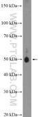 Tubulin Gamma 1 antibody, 26195-1-AP, Proteintech Group, Western Blot image 