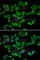 Peroxiredoxin 5 antibody, A6329, ABclonal Technology, Immunofluorescence image 