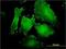 WWP3 antibody, H00009223-M03, Novus Biologicals, Immunofluorescence image 
