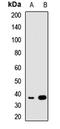 Retinaldehyde Binding Protein 1 antibody, LS-C667735, Lifespan Biosciences, Western Blot image 