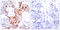 Activating Transcription Factor 2 antibody, LS-C117296, Lifespan Biosciences, Immunohistochemistry paraffin image 