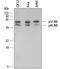 Mitogen-Activated Protein Kinase 9 antibody, AF1846, R&D Systems, Western Blot image 