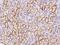 Adhesion G Protein-Coupled Receptor F3 antibody, 201887-T08, Sino Biological, Immunohistochemistry paraffin image 