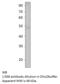 Sirtuin 7 antibody, MBS540506, MyBioSource, Western Blot image 