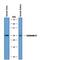 Calbindin 1 antibody, PA5-46936, Invitrogen Antibodies, Western Blot image 