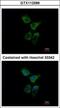 Endoplasmic Reticulum Oxidoreductase 1 Alpha antibody, GTX112589, GeneTex, Immunocytochemistry image 