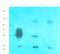 Bromodomain Adjacent To Zinc Finger Domain 2A antibody, orb382907, Biorbyt, Western Blot image 