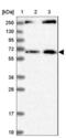 Mdm1 Nuclear Protein antibody, NBP1-85839, Novus Biologicals, Western Blot image 