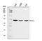 Endoplasmic Reticulum Lectin 1 antibody, A11245-1, Boster Biological Technology, Western Blot image 