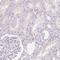 Mucin 12, Cell Surface Associated antibody, NBP1-82607, Novus Biologicals, Immunohistochemistry paraffin image 