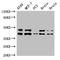 cAMP-dependent protein kinase catalytic subunit beta antibody, orb52903, Biorbyt, Western Blot image 