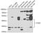 Coenzyme Q3, Methyltransferase antibody, GTX33110, GeneTex, Western Blot image 