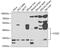 DHHB-MTase antibody, GTX33110, GeneTex, Western Blot image 