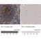 Signaling Threshold Regulating Transmembrane Adaptor 1 antibody, NBP2-13311, Novus Biologicals, Immunohistochemistry paraffin image 