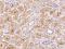 Brain Expressed X-Linked 4 antibody, 205036-T08, Sino Biological, Immunohistochemistry paraffin image 