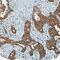 C-X-C Motif Chemokine Ligand 5 antibody, AF254, R&D Systems, Immunohistochemistry frozen image 