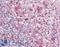 Leukocyte Associated Immunoglobulin Like Receptor 1 antibody, LS-B8316, Lifespan Biosciences, Immunohistochemistry frozen image 